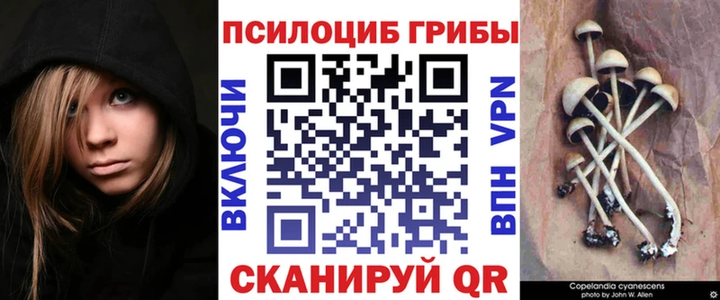 Псилоцибиновые грибы Psilocybe Пересвет